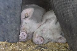 Faithmead Middle White pigs