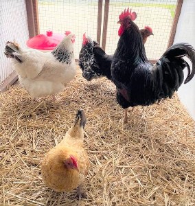 Glynelwyn Chickens