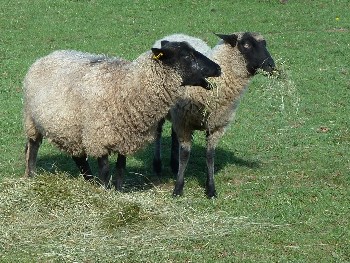 Faithmead Longwools