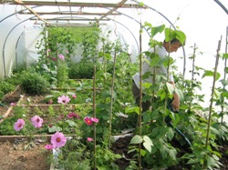 Glynelwyn polytunnel