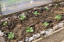 Glynelwyn veg.