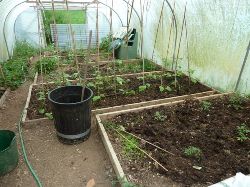 Glynelwyn veg.