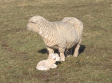Faithmead Ryeland lamb