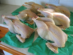 Glynelwyn Sasso meat birds