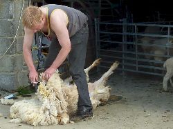 Faithmead shearing