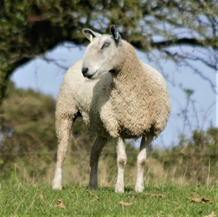 Bluefaced Leicester