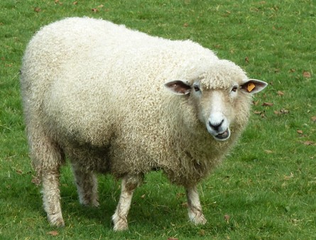 Leicester Longwool