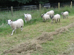 Faithmead sheep