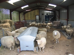Faithmead sheep