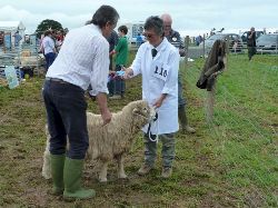Faithmead Cynwyl Elfed Show