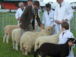 Faithmead Pembrokeshire Show