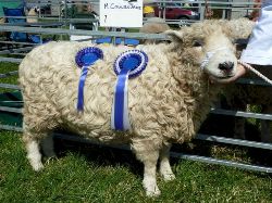 Faithmead Greyface Dartmoor Cardigan Show