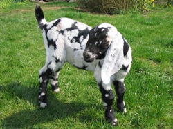 Faithmead Anglo-Nubian goat kid