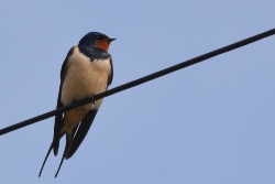 Glynelwyn swallows