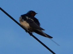 Glynelwyn swallow