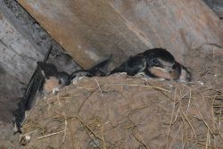 Glynelwyn swallows
