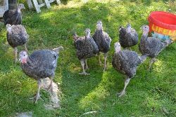 Glynelwyn turkeys