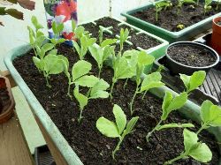 Glynelwyn veg.
