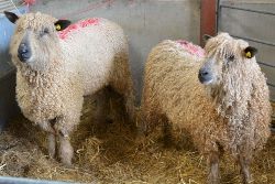 Faithmead Wensleydales