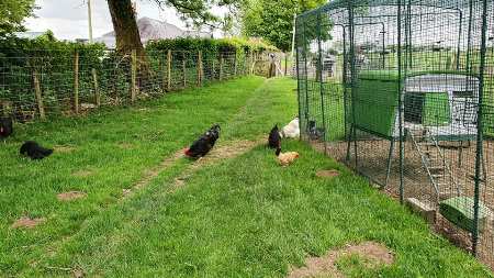 Chickens