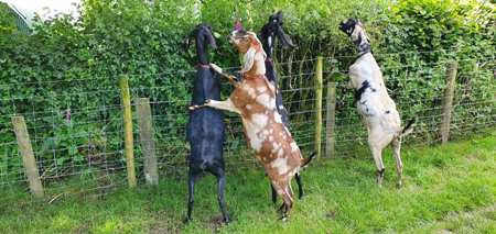 Anglo Nubian goats