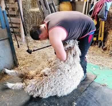 Sheep Shearing