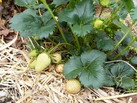 Strawberries