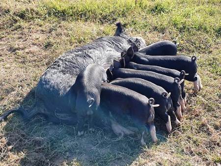 Berkshire sow and piglets